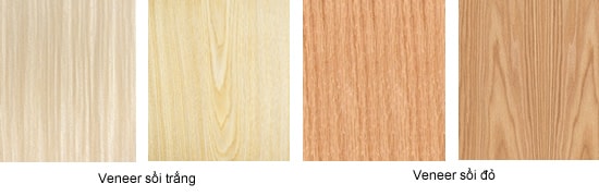 Tìm hiểu về gỗ sồi và veneer gỗ sồi