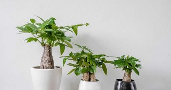 Người mệnh Kim nên đặt cây gì trong phòng khách để hút tài lộc? Người mệnh Kim nên đặt cây gì trong phòng khách để hút tài lộc?