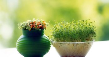 Người mệnh Thủy nên đặt cây gì trong phòng khách để hút tài lộc? Người mệnh Thủy nên đặt cây gì trong phòng khách để hút tài lộc?
