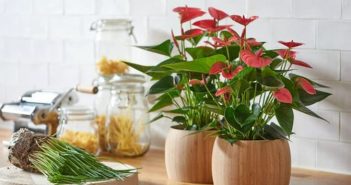 Mệnh Hỏa nên đặt cây gì trong phòng khách để hút tài lộc? Mệnh Hỏa nên đặt cây gì trong phòng khách để hút tài lộc?