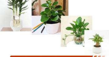 Cây phong thủy tuổi Mậu Thìn giúp gia chủ sung túc cả năm Cây phong thủy tuổi Mậu Thìn giúp gia chủ sung túc cả năm